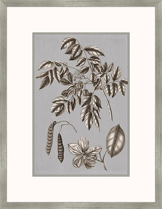 Buchoz Flowers On Gray II