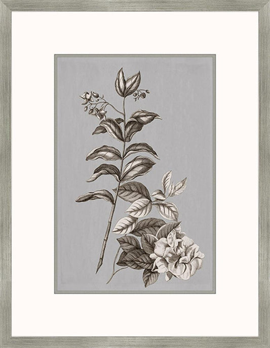 Buchoz Flowers On Gray III