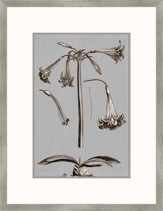 Buchoz Flowers On Gray IV