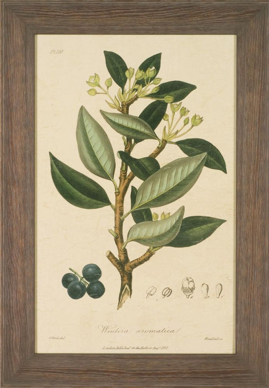 WOODLAND FOLIAGE III