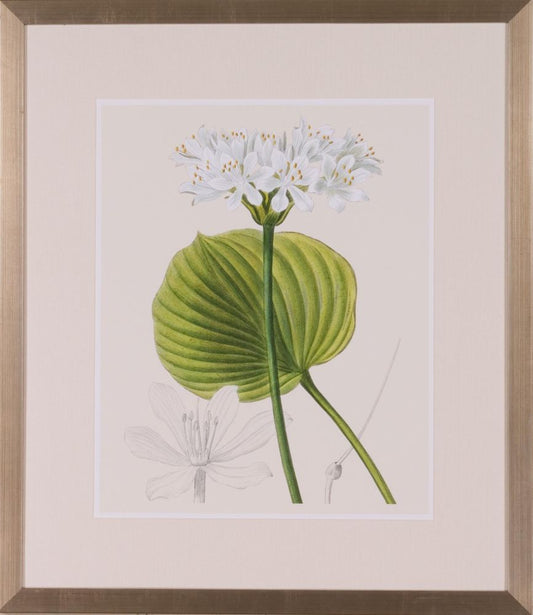 LES FLEURS BRANCHES II