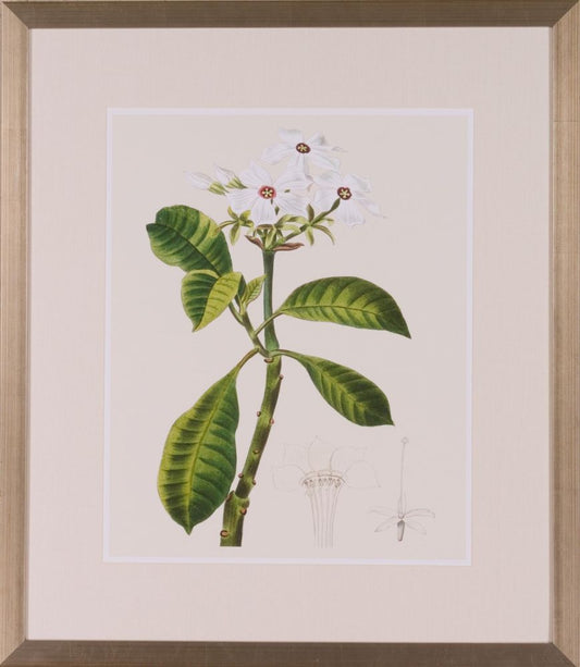 LES FLEURS BRANCHES IV