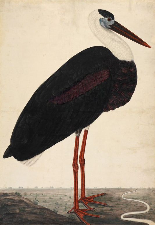 Black Stork in a Landscape, circa 1780 Boxed Canvas