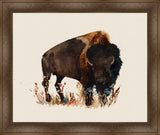 Bison Gaze