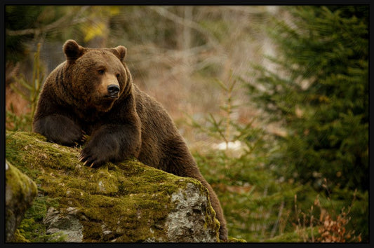 Bear on a Mossy Rock