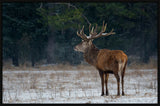 Elk Alone