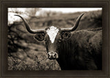 Longhorn I