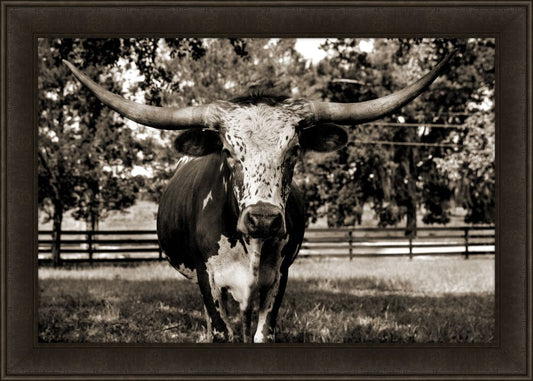 Longhorn II