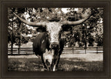 Longhorn II