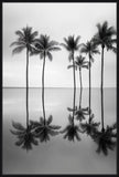 Palm Trees Reflections Ii