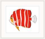 Peppermint Angel Fish