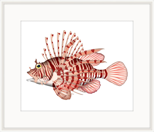 Lion Fish