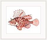 Lion Fish