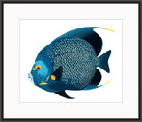French Angelfish