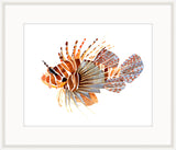 Striped Lion Fish