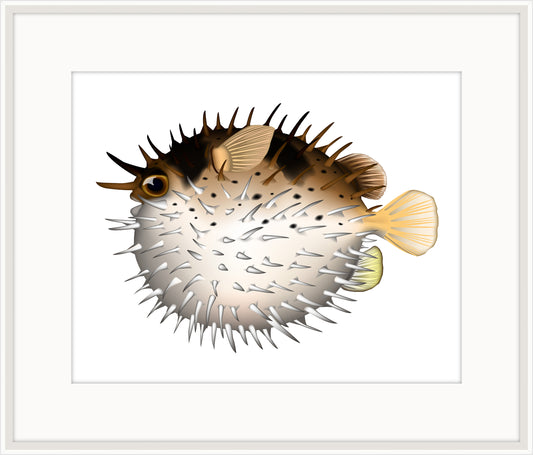 Porcupine Fish