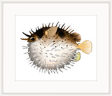 Porcupine Fish