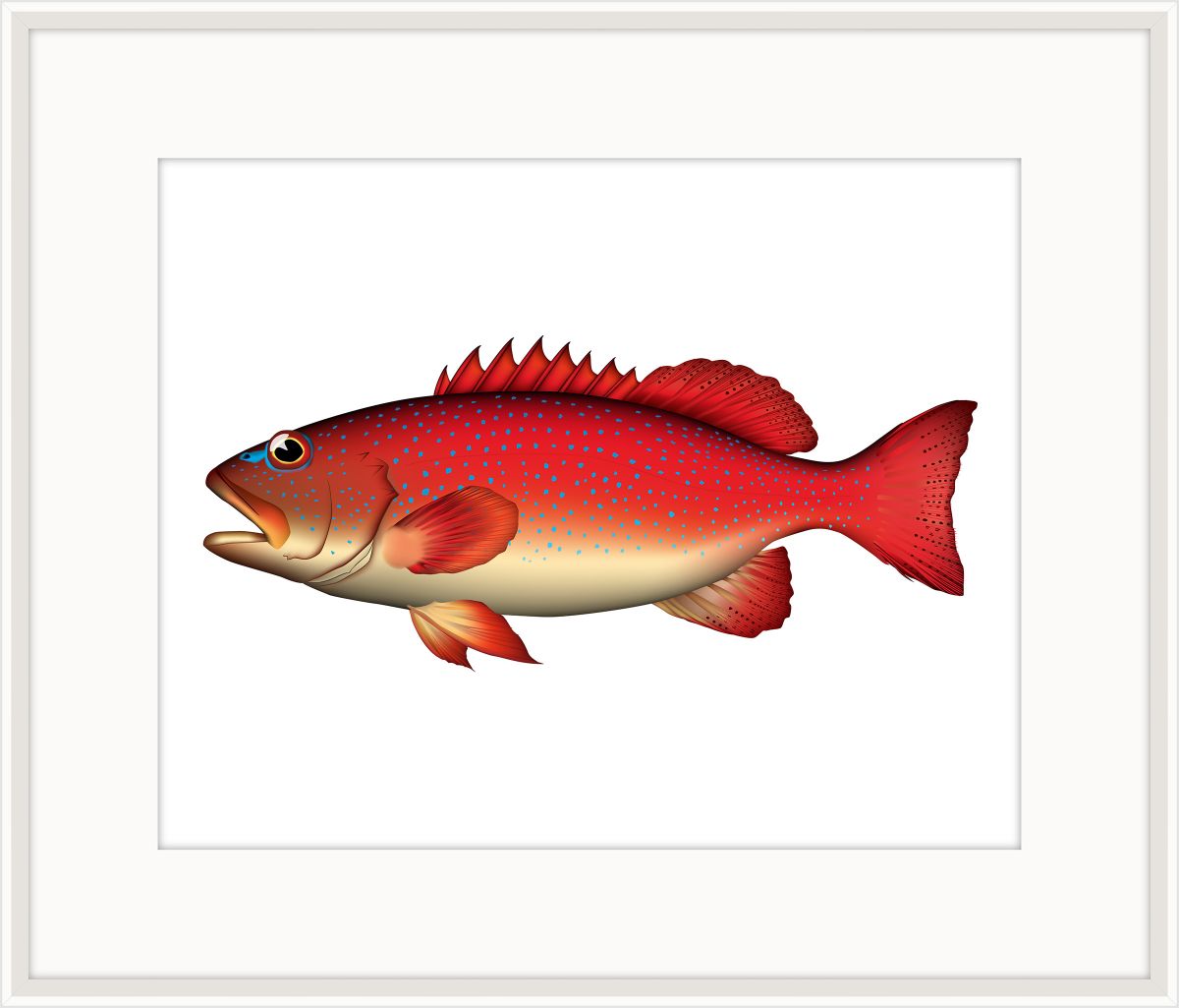 Blue Spotted Grouper