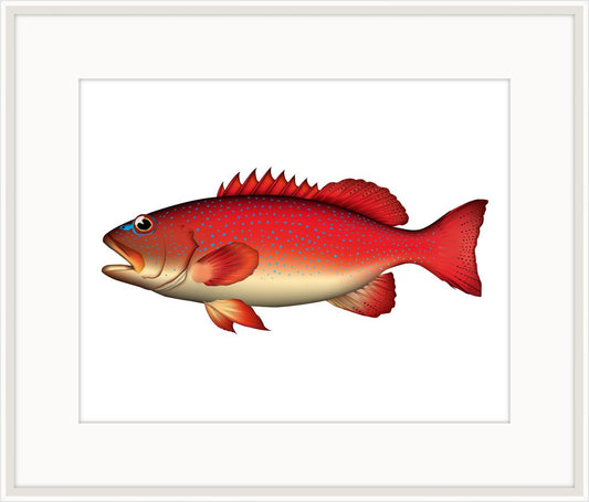 Blue Spotted Grouper