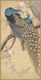A Pair Of Peacocks In The Spring Ii On Canvas