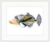 Pink Picasso Trigger Fish
