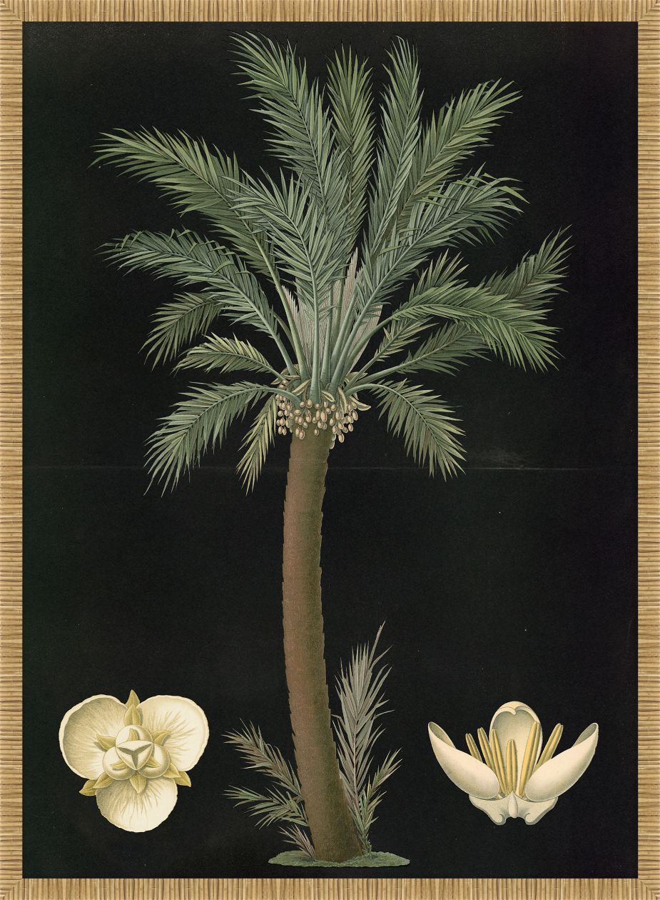 Date Palm 1880 Carl Bollman