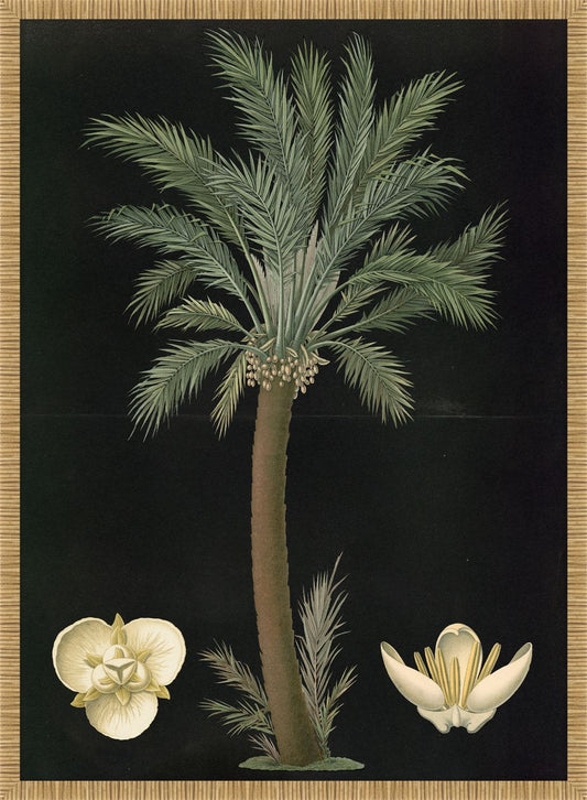 Date Palm 1880 Carl Bollman