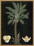 Date Palm 1880 Carl Bollman
