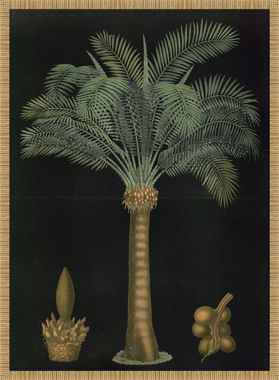 Queen Sago Palm, 1880 Carl Bollman