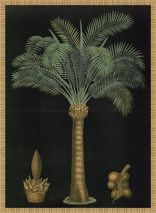 Queen Sago Palm, 1880 Carl Bollman