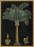 Queen Sago Palm, 1880 Carl Bollman