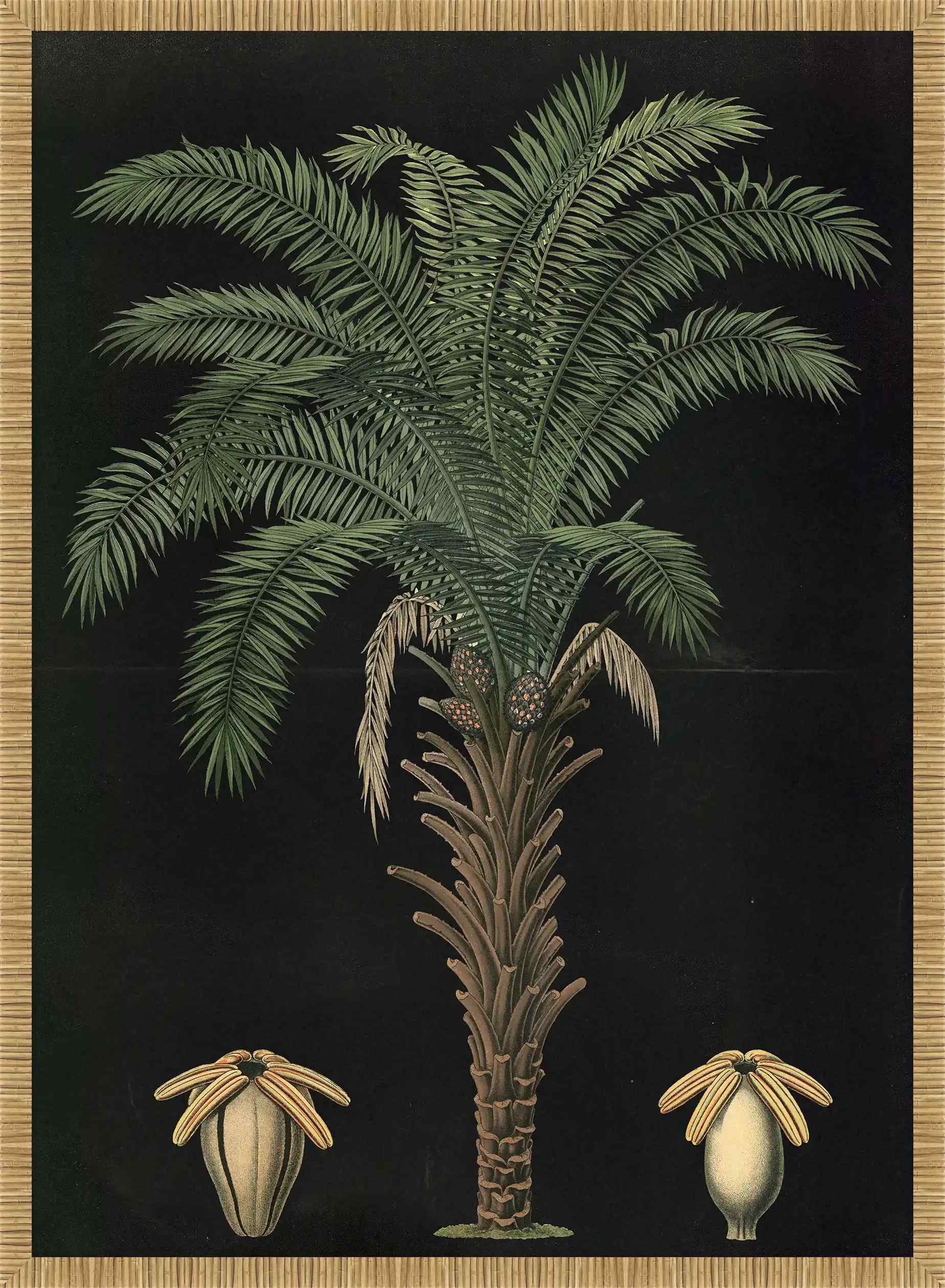 African Oil Palm, 1880,Carl Bollman
