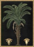 African Oil Palm, 1880,Carl Bollman