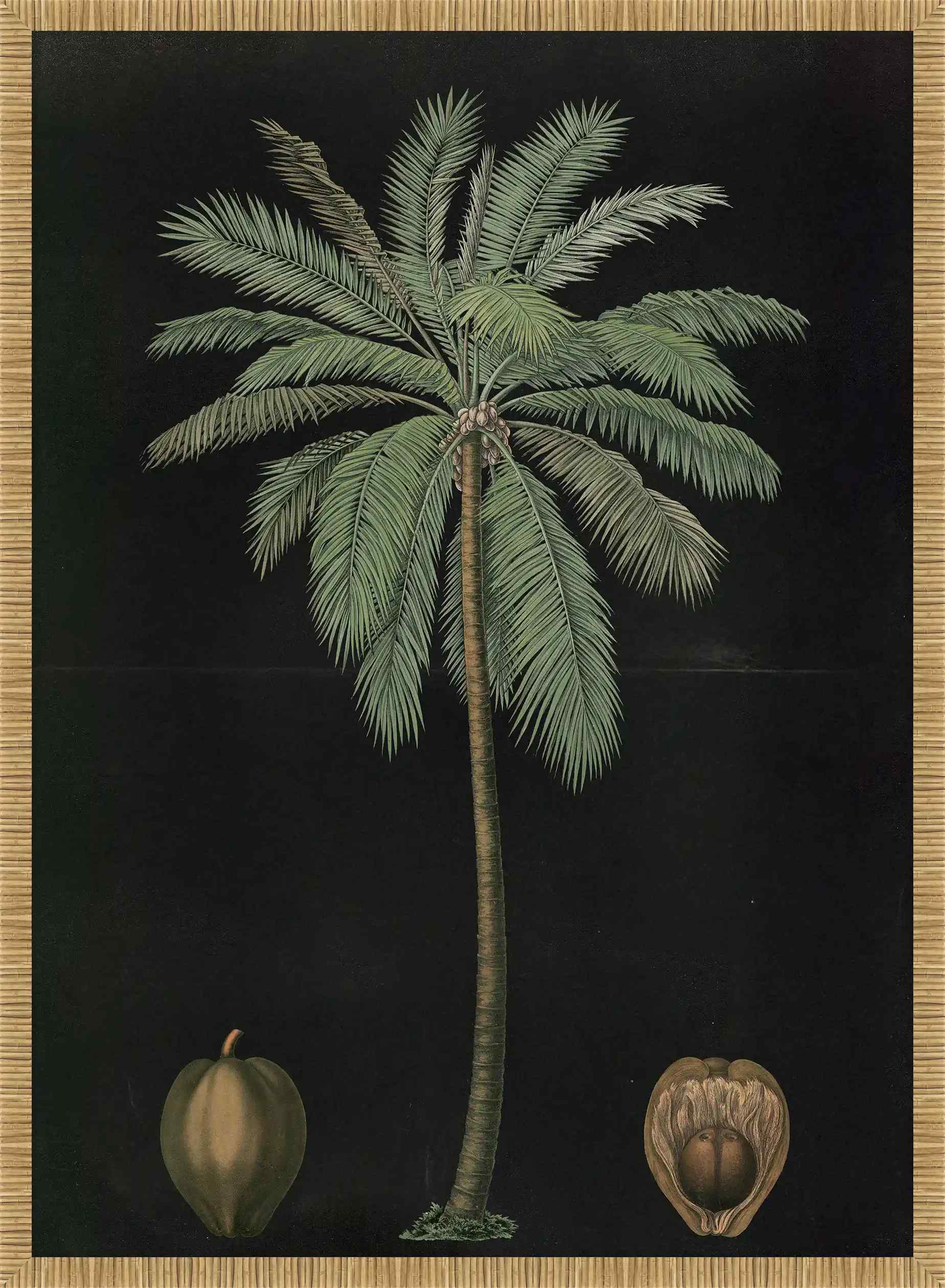 Coconut Palm ,1880 Carl Bollman
