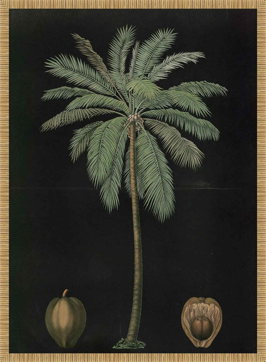 Coconut Palm ,1880 Carl Bollman
