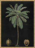 Coconut Palm ,1880 Carl Bollman