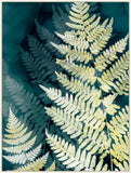 Fern Shadows On Canvas