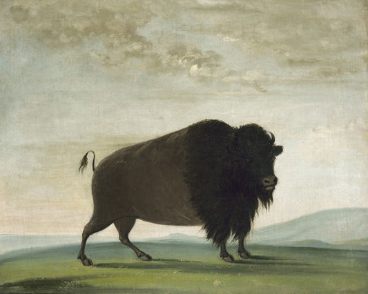 Buffalo Cow, Grazing on the Prairie, George Catlin, 1832-1833 Boxed Canvas