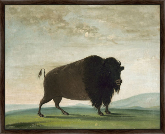Buffalo Cow, Grazing on the Prairie, George Catlin, 1832-1833 on Canvas