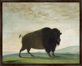 Buffalo Cow, Grazing on the Prairie, George Catlin, 1832-1833 on Canvas