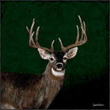 Country Buck In The Forest