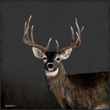 Country Buck