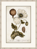 Miller's Poppy I