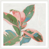 Pink Ficus I