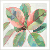 Pink Ficus II