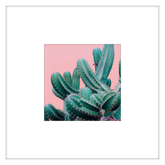 Prickly Pink I