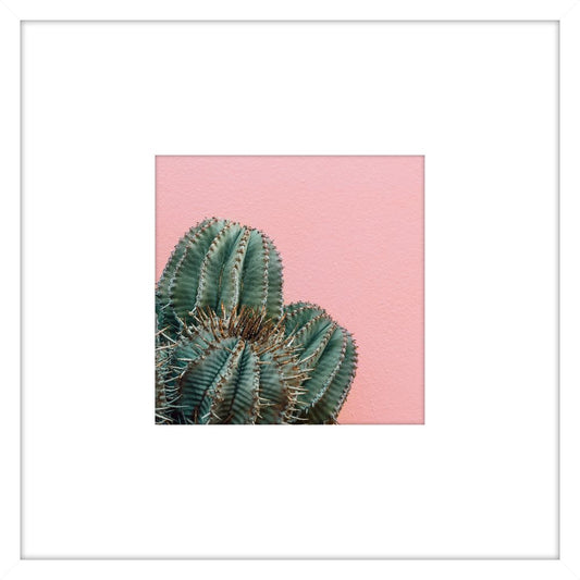 Prickly Pink IV