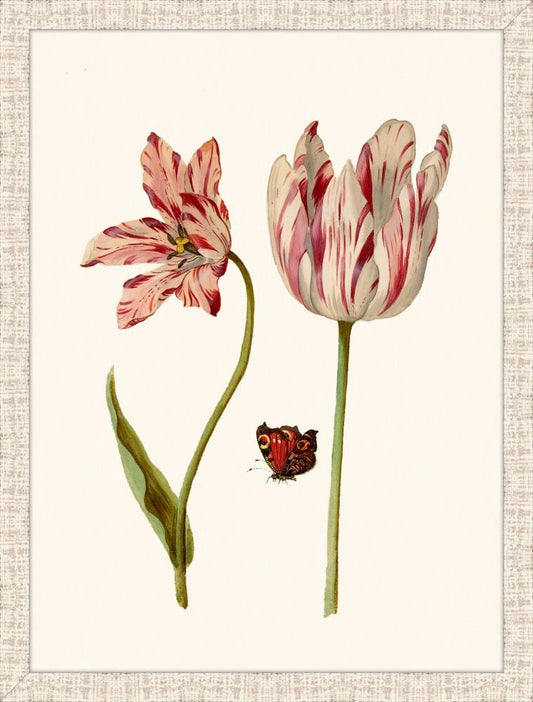 Marrel Tulip I