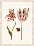Marrel Tulip I