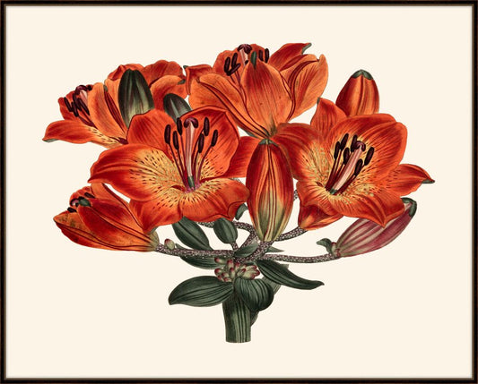 Curtis' Orange Lily